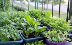 Container Gardening