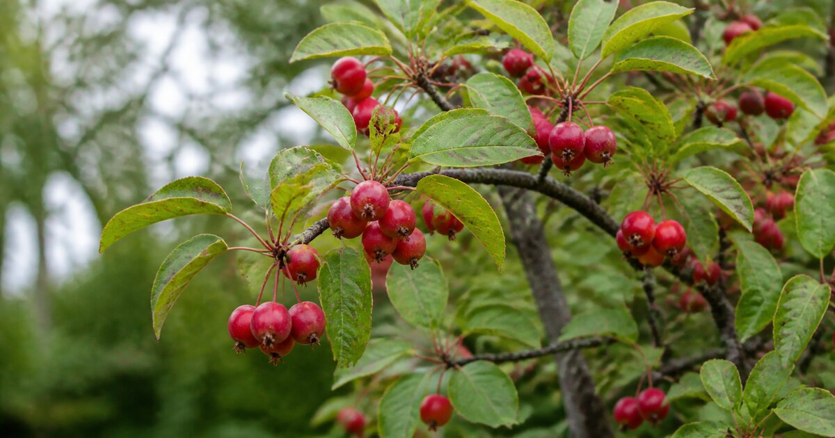 Crabapple branch with red fruit and leaves showing subtle spotting