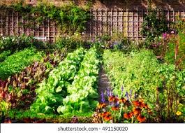 Summer Gardening