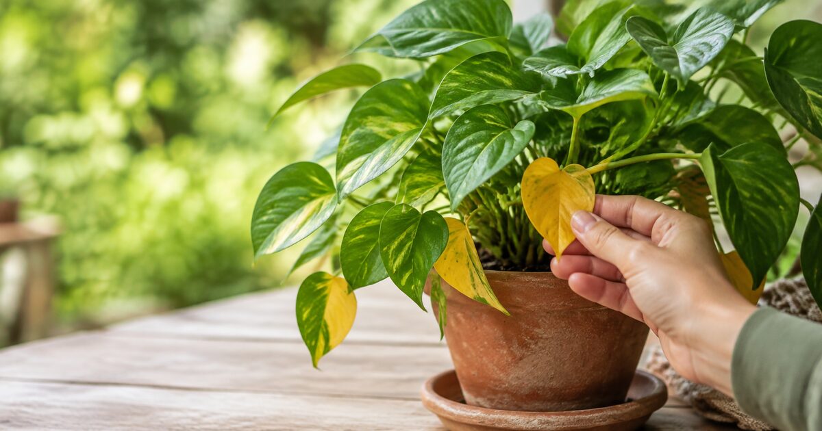 A gardener inspecting yellow leaves on a potted plant